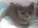 British Shorthair Yavru