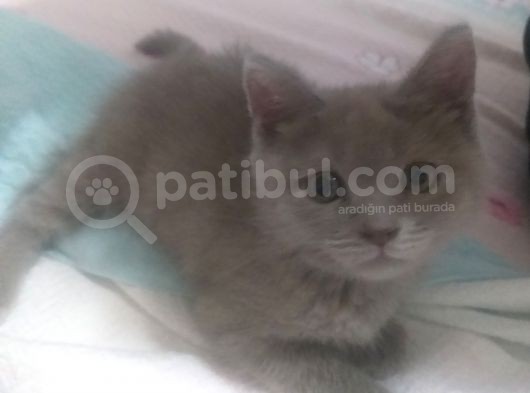 British Shorthair Yavru görsel
