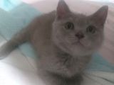 British Shorthair Yavru