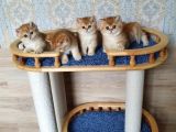 Golden British Shorthair  Yavrular