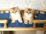 Golden British Shorthair  Yavrular