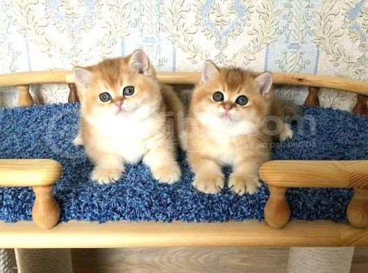 Golden British Shorthair  Yavrular görsel