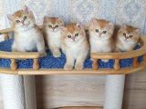 Golden British Shorthair  Yavrular