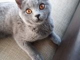 3 Aylık Dişi British Shorthair