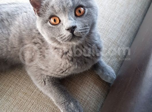 3 Aylık Dişi British Shorthair görsel