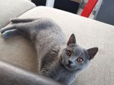 3 Aylık Dişi British Shorthair