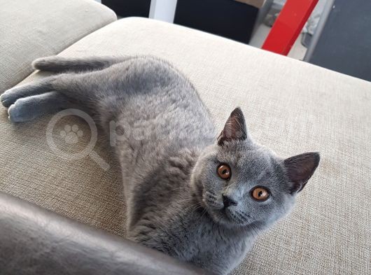 3 Aylık Dişi British Shorthair görsel