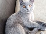 3 Aylık Dişi British Shorthair