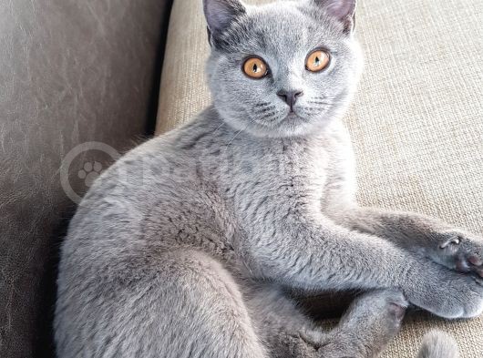 3 Aylık Dişi British Shorthair görsel