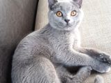 3 Aylık Dişi British Shorthair