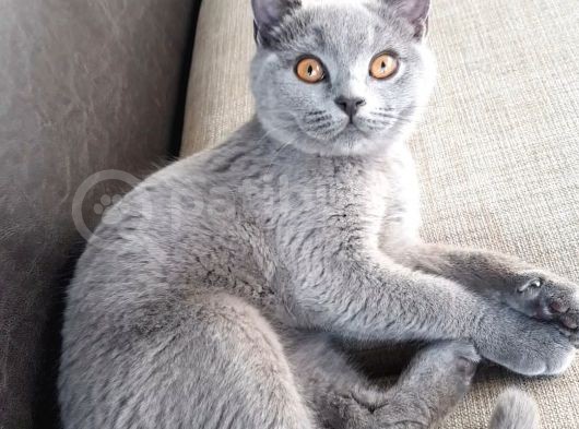 3 Aylık Dişi British Shorthair
