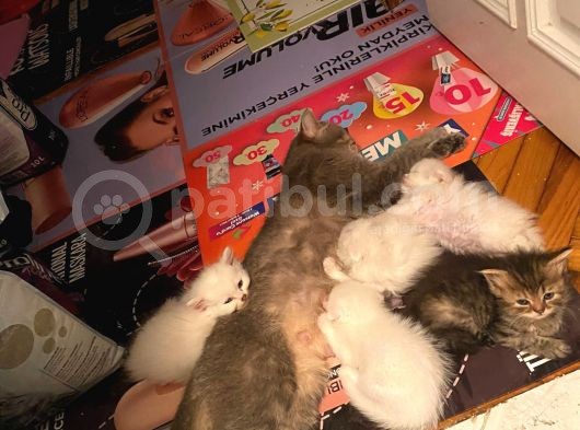 Lila’nın Yavruları görsel