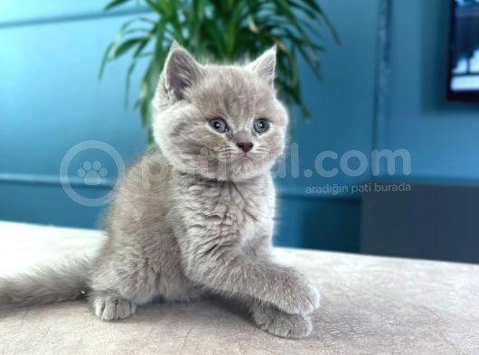 British Shorthair görsel