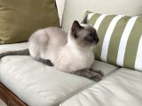 1.5 Yaşında Bluepoint Dişi Kedi (Kısırlaştırıldı)