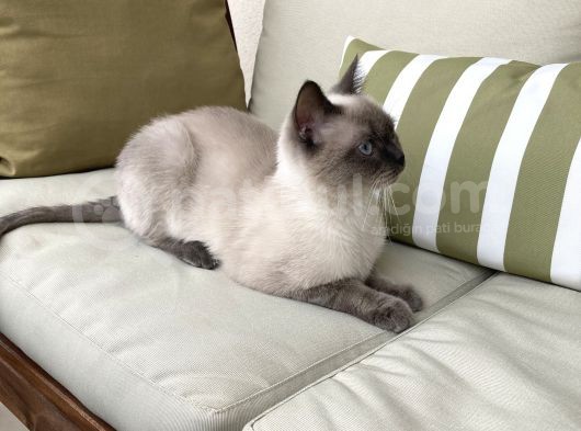 1.5 Yaşında Bluepoint Dişi Kedi (Kısırlaştırıldı) görsel