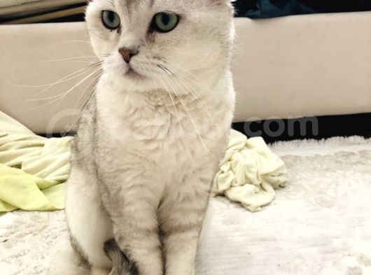 British Shorthair görsel
