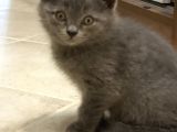 British Shorthair Erkek Yavrular