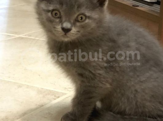 British Shorthair Erkek Yavrular
