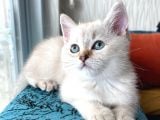 Safkan Bri̇ti̇sh Ankara