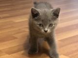 British Shorthair Erkek Yavrular