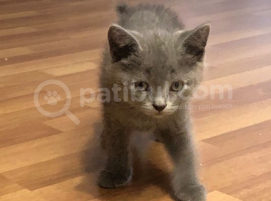 British Shorthair Erkek Yavrular görsel