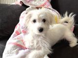 11 Aylık Dişi Maltes Terrier