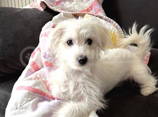 11 Aylık Dişi Maltes Terrier görsel