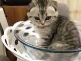 Scotish Fold Black Tabby Dişi Sıfır Kulak