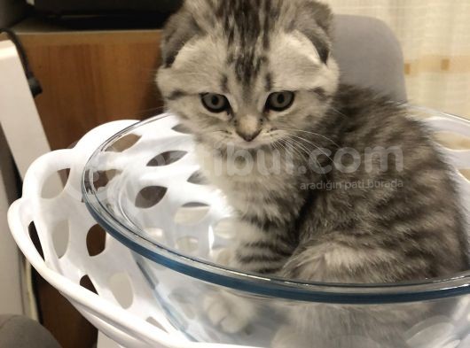 Scotish Fold Black Tabby Dişi Sıfır Kulak görsel