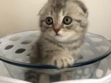 Scotish Fold Sıfır Kulak Silver Tabby Erkek
