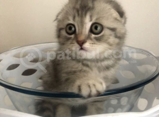 Scotish Fold Sıfır Kulak Silver Tabby Erkek