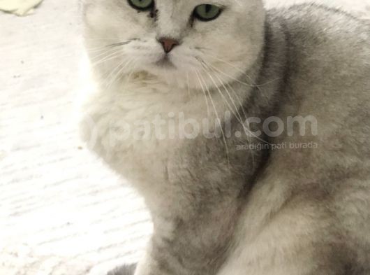 British Shorthair görsel