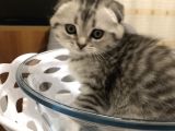 Scotish Fold Black Tabby Dişi Sıfır Kulak