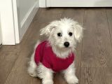 11 Aylık Dişi Maltes Terrier