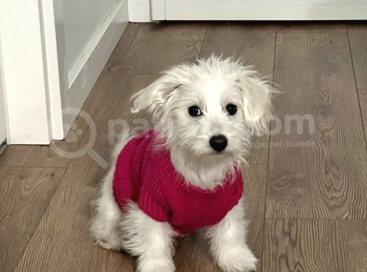 11 Aylık Dişi Maltes Terrier görsel
