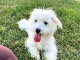 11 Aylık Dişi Maltes Terrier