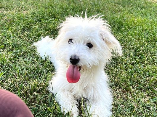 11 Aylık Dişi Maltes Terrier