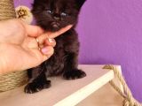 Mainecoon Poly 6 Parmaklı Xl