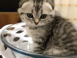 Scotish Fold Black Tabby Dişi Sıfır Kulak