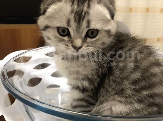 Scotish Fold Black Tabby Dişi Sıfır Kulak görsel