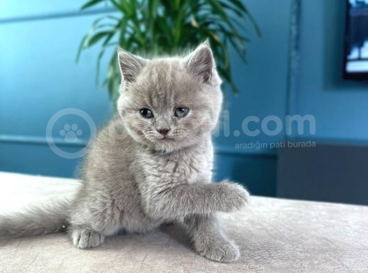 British Shorthair görsel