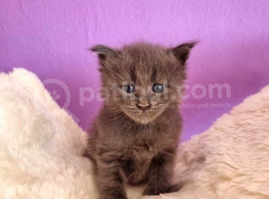 Mainecoon Poly 6 Parmaklı Xl görsel