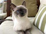 1.5 Yaşında Bluepoint Dişi Kedi (kısırlaştırıldı)