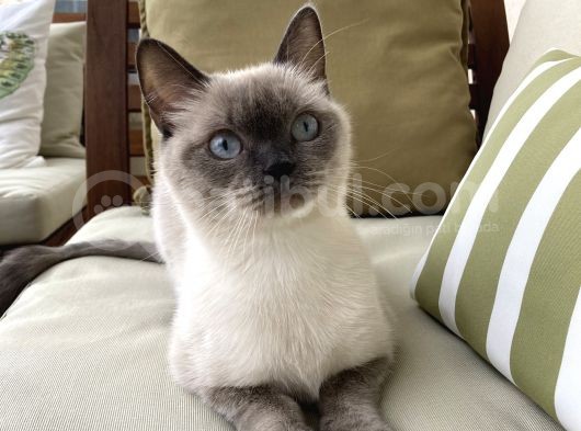 1.5 Yaşında Bluepoint Dişi Kedi (Kısırlaştırıldı)