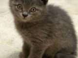 British Shorthair Erkek Yavrular