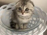 Scotish Fold Sıfır Kulak Silver Tabby Erkek