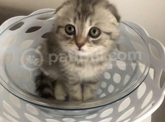 Scotish Fold Sıfır Kulak Silver Tabby Erkek görsel