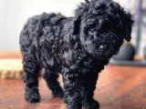 Orjinal Black Toy Poodle Erkek Yavrumuz