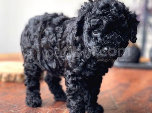 Orjinal Black Toy Poodle Erkek Yavrumuz görsel