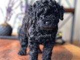 Orjinal Black Toy Poodle Erkek Yavrumuz
